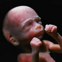pre-born baby